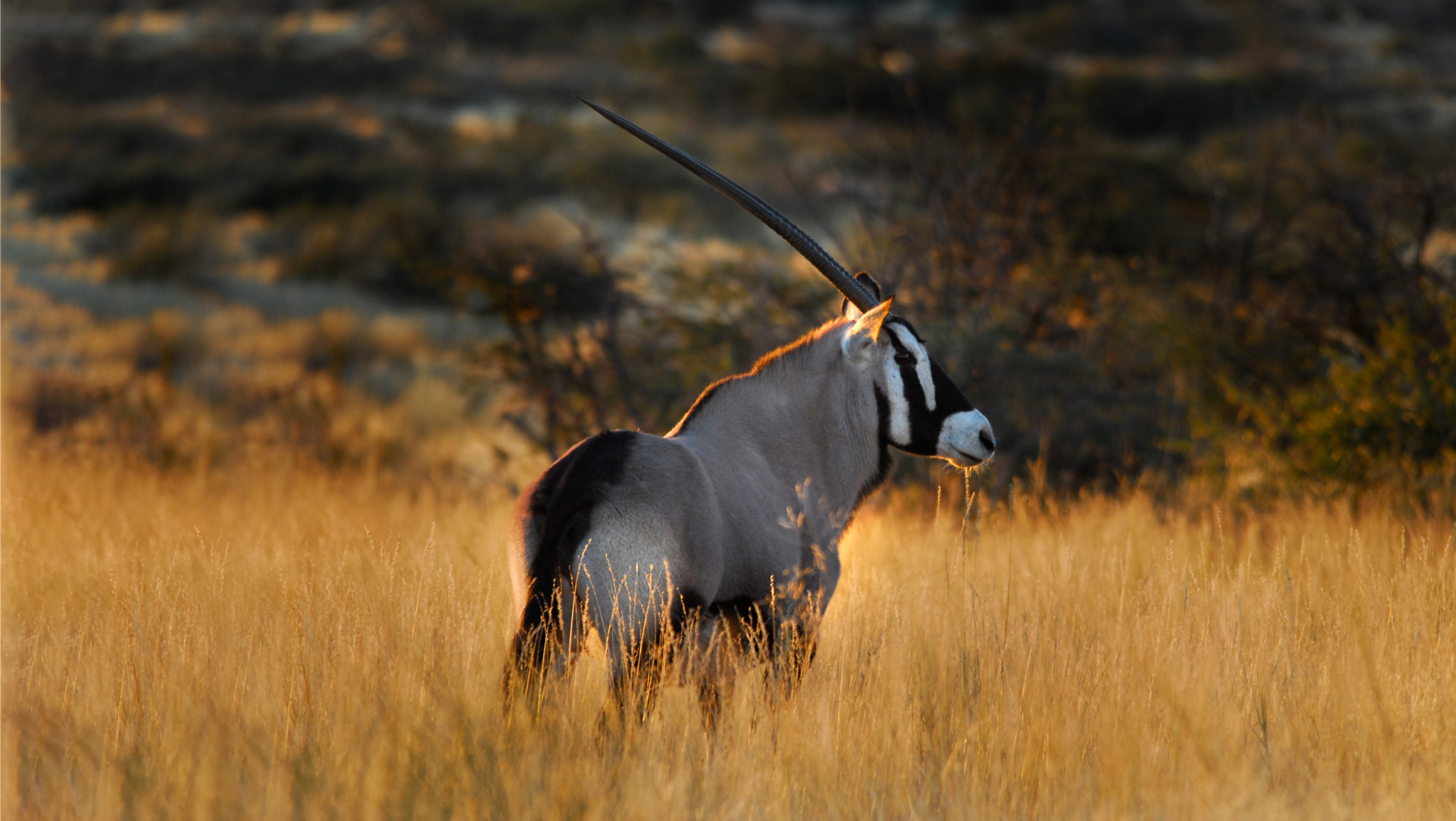 Tswalu Kalahari Reserve | FINEST LIVING, the official blog of FINEST RESIDENCES